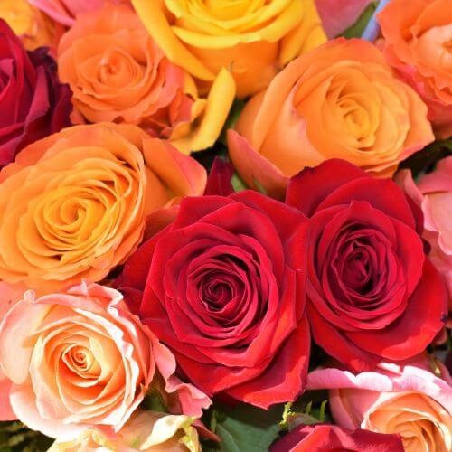 valentines-day-proflowers-multi-colored-roses